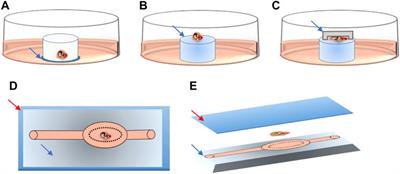 Microfluidic and Static Organotypic Culture Systems to Support Ex Vivo Spermatogenesis From Prepubertal Porcine Testicular Tissue: A Comparative Study